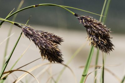Carex chalciolepis, photographed by Cecelia Alexander