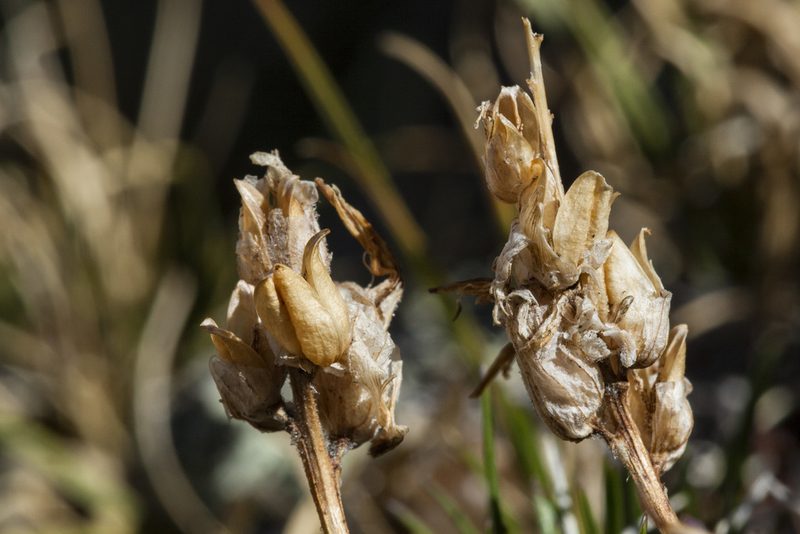 Castilleja haydenii, photographed by Cecelia Alexander