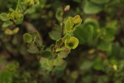 Myrcianthes leucoxyla, photographed by Andrés Ramírez-Barrera