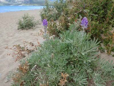 Lupinus kuschei, photographed by Syd Cannings