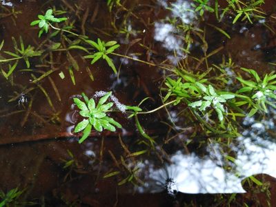 Callitriche cophocarpa, photographed by David Sandler