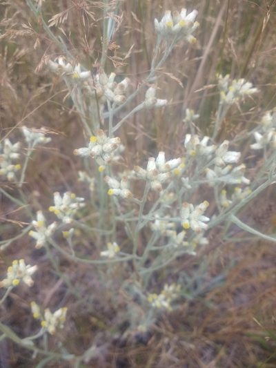 Pseudognaphalium thermale, photographed by J Straka