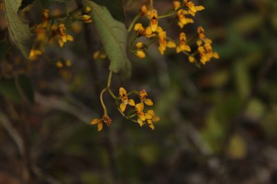 Cyrtochilum densiflorum, photographed by Andrés Ramírez-Barrera