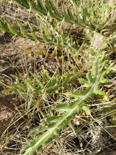 Cirsium canescens, photographed by aiwendil