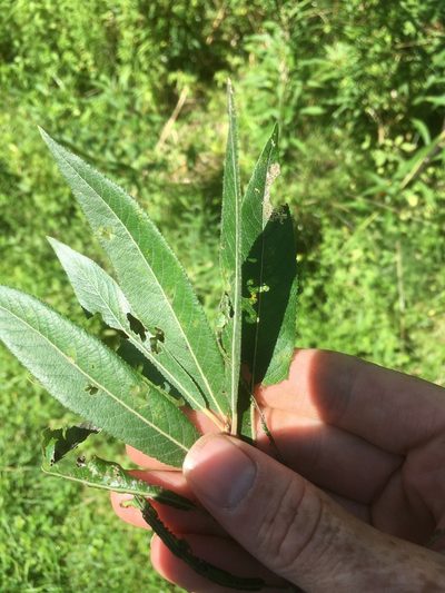 Salix sericea, photographed by naturalist charlie
