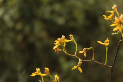 Cyrtochilum densiflorum, photographed by Andrés Ramírez-Barrera