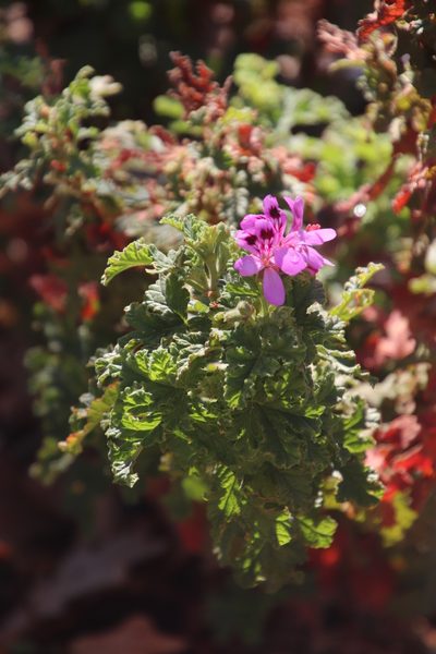 Pelargonium sublignosum, photographed by Tony Rebelo