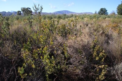 Leucadendron arcuatum, photographed by Tony Rebelo