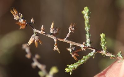 Stoebe intricata, photographed by Tony Rebelo