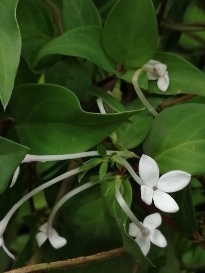 Bouvardia longiflora, photographed by Juanito Escamilla