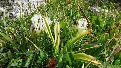 Gentiana algida, photographed by Tait Sougstad