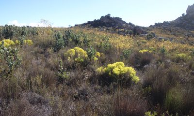 Leucadendron diemontianum, photographed by Tony Rebelo
