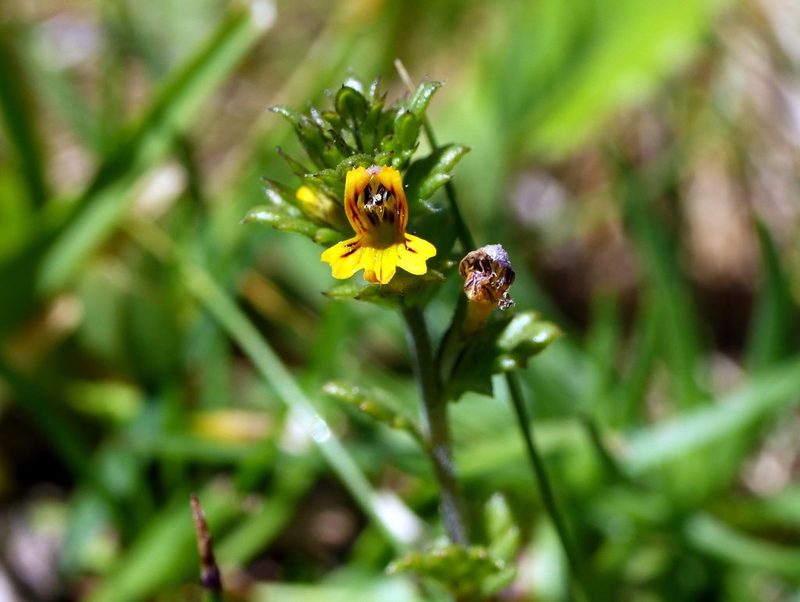 Euphrasia minima, photographed by Wolfgang Jauch