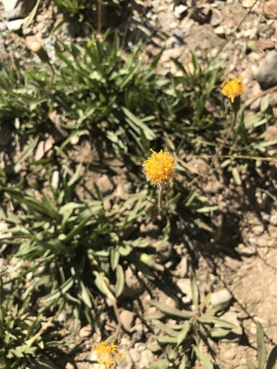Raillardella scaposa, photographed by brettaugust