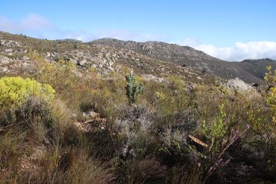 Leucadendron diemontianum, photographed by Tony Rebelo