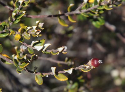 Phylica nervosa, photographed by Tony Rebelo