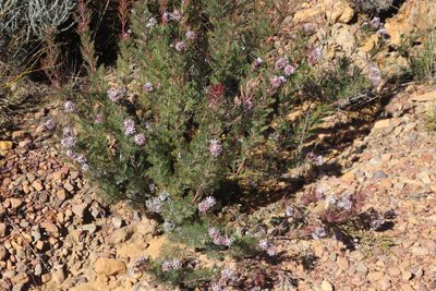 Serruria pedunculata, photographed by Tony Rebelo