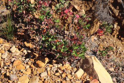 Pelargonium sublignosum, photographed by Tony Rebelo