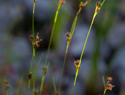 Rhynchospora fusca, photographed by bobkennedy