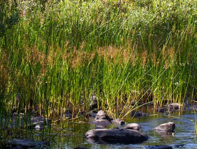 Juncus militaris, photographed by bobkennedy