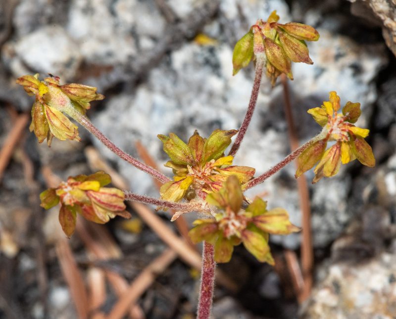 Eriogonum marifolium, photographed by Don Loarie