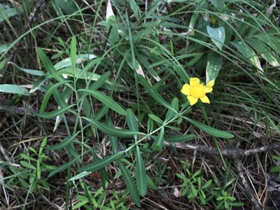 Hypericum kalmianum, photographed by Rae Bosley