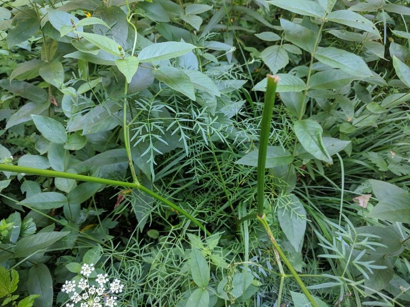 Laserpitium peucedanoides, photographed by Katrin Ellmaier