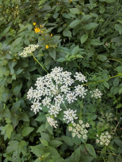 Laserpitium peucedanoides, photographed by Katrin Ellmaier