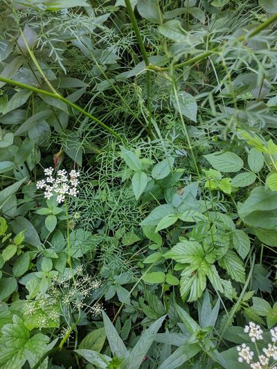 Laserpitium peucedanoides, photographed by Katrin Ellmaier