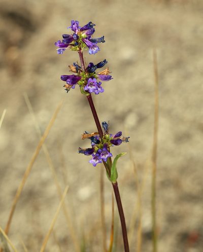 Penstemon cinicola, photographed by Steve Matson