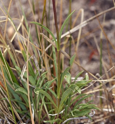 Penstemon cinicola, photographed by Steve Matson