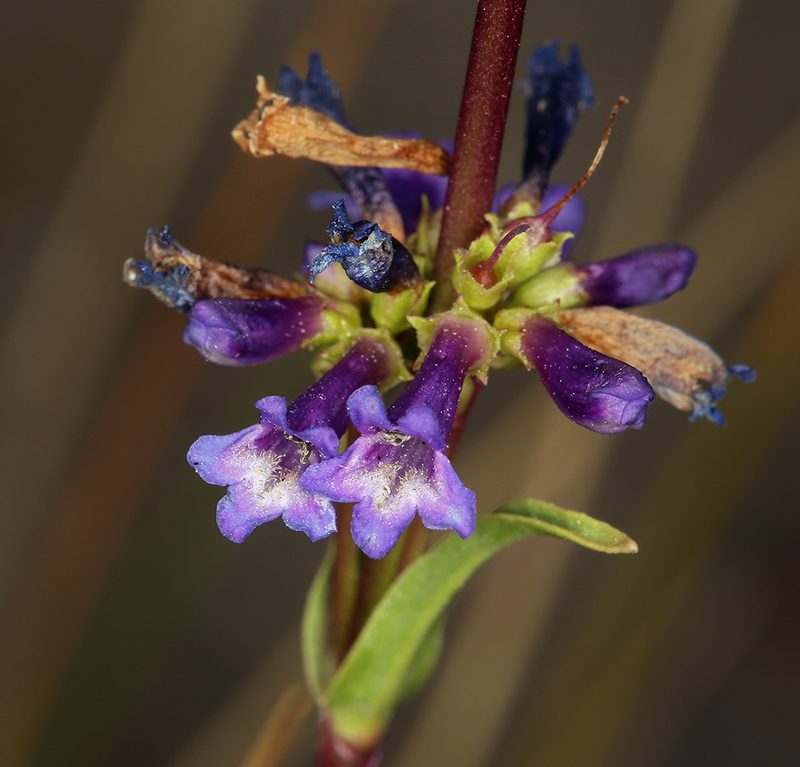 Penstemon cinicola, photographed by Steve Matson