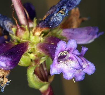 Penstemon cinicola, photographed by Steve Matson
