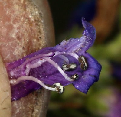 Penstemon cinicola, photographed by Steve Matson