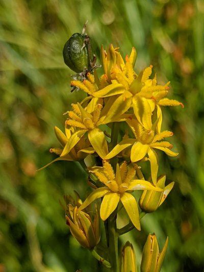 Narthecium californicum, photographed by Alex Heyman