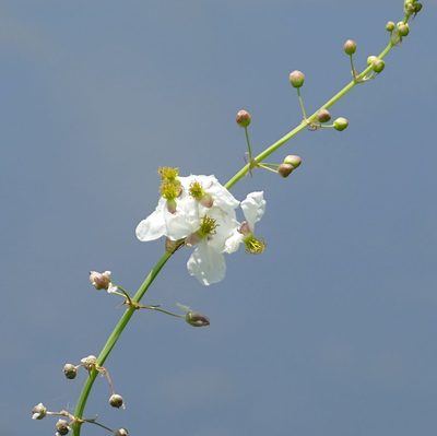 Sagittaria longiloba, photographed by Wendy McCrady