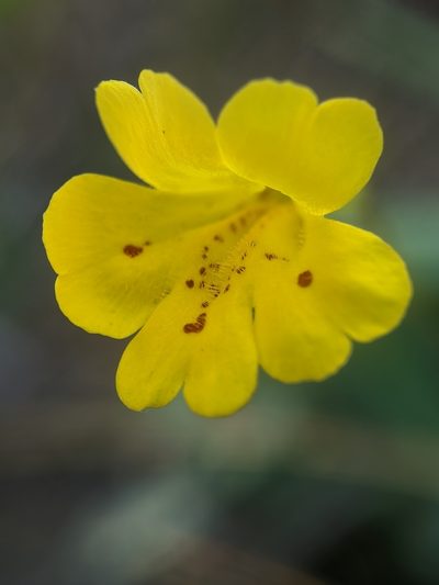 Erythranthe linearifolia, photographed by Alex Heyman