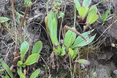 Plantago subnuda, photographed by Zoltán Stekkelpak