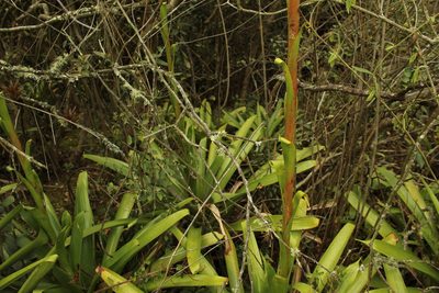 Tillandsia denudata, photographed by Andrés Ramírez-Barrera