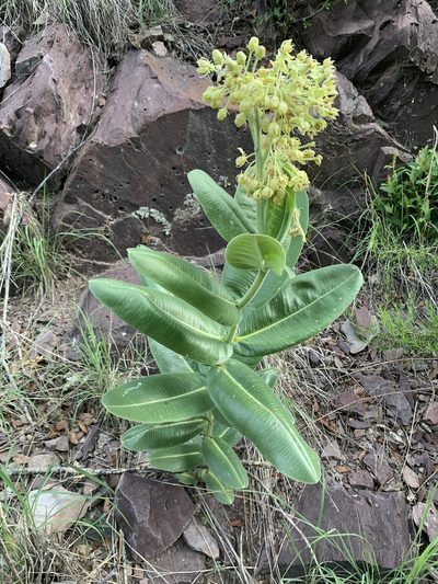 Asclepias lemmonii, photographed by ajlynde21