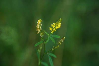 Melilotus altissimus, photographed by Tobias Schönberg
