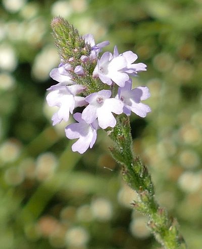 Verbena xutha, photographed by Wendy McCrady