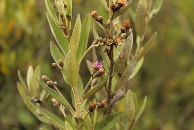 Lepidaploa karstenii, photographed by Andrés Ramírez-Barrera