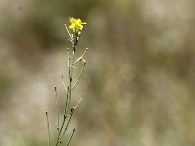 Erysimum diffusum, photographed by Andrew Bazdyrev