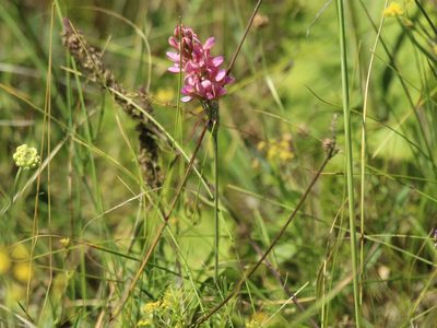 Onobrychis arenaria, photographed by Andrew Bazdyrev