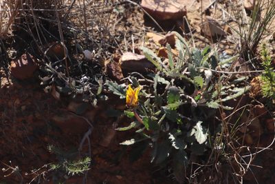 Arctotis bellidifolia, photographed by Tony Rebelo