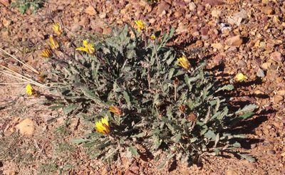 Arctotis bellidifolia, photographed by Tony Rebelo