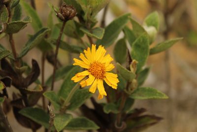 Calea peruviana, photographed by Andrés Ramírez-Barrera