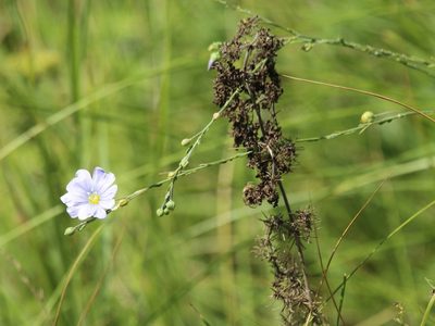 Linum perenne, photographed by Andrew Bazdyrev