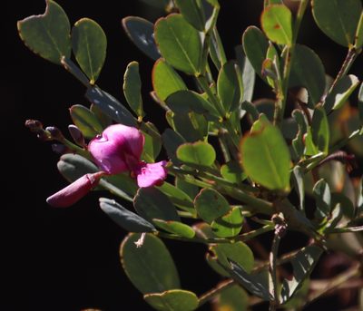 Indigofera frutescens, photographed by Tony Rebelo